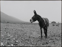 Longuent des anguilles sur la personne